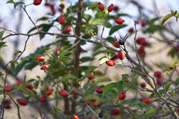 red berries of wild rose in the autumn forest. red berries on a yellow-green blurred autumn natural background. berries on a branch in the forest. shrub with berries. used in medicine and cosmetics