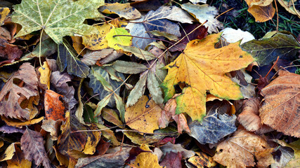 Dry leaves on the ground in a beautiful autumn forest. autumn background, fallen leaves in a forest or park. Grove. selective soft focus. autumn colors, beautiful season. autumn season, first frosts