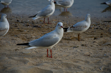 Obraz premium Flock of Gulls Resting on a Sandy Shoreline near the Waters Edge