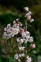 Flowers of Viburnum farreri 'Farrer's Pink' in a garden in early autumn