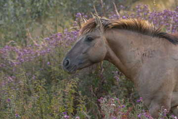 Konik Wildpferde  © Michaela