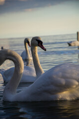 Group of White Mute Swans Swimming on Water During Golden Hour