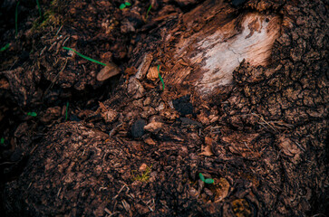 Organic Texture of Exposed Wood and Dark Mulch with Green Seedlings