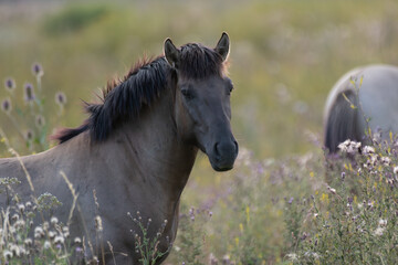 Konik Wildpferde  © Michaela