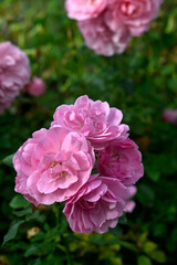 Closeup of flower spray of Rosa Bonica in a garden in early autumn