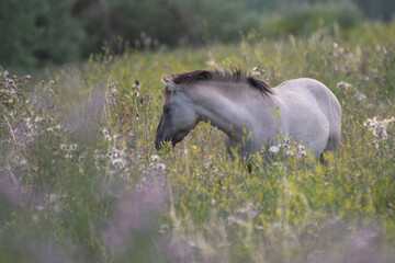 Konik Wildpferde  © Michaela