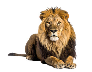 Fototapeta premium Liegender Löwe freigestellt – Isoliertes Wildtier auf weißem Hintergrund mit transparentem Freisteller 