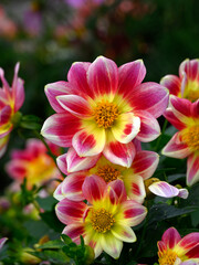 Closeup of flowers of Dahlia 'Summer Bees Red Bicolor' in a garden in autumn