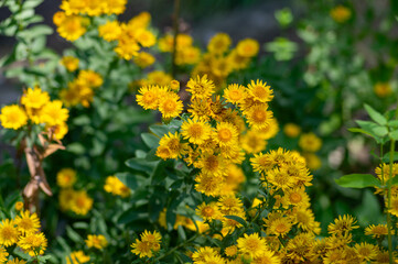 Inula spiraeifolia spirea-leaved fleabane flowers in bloom, beautiful summer autumn yellow flowering ornamental plant