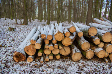 Cutting of the trees, bark beetle calamity, conifer tree logs firewoods on pile in woodland covered with winter white snow