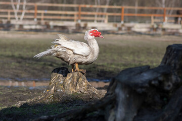 Muscovy duck Cairina moschata white bird with red face and unfriendly very bad expression on farm