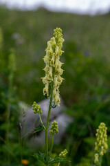 Aconitum lycoctonum wolfs bane flowering plant, group of green yellow flowers in bloom, in slovenian mountains