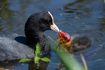 Blässhuhn füttert Nachwuchs
