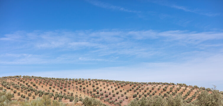 Lagunas de Campillos, Malaga, Andalusia, Spain. 4 September 2025. Olive groves and cultivated hills