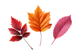 Three Autumn Leaves Red Orange Pink isolated on a transparent background 1