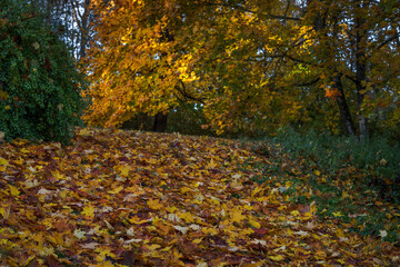 autumn leaves on the ground