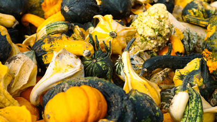 bright pumpkins on autumn farm festive harvest decoration background.