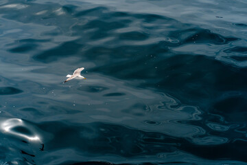 Seagull Soaring Over Dark Blue Ocean