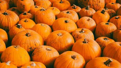 halloween farm with pumpkins decorations and autumn rustic atmosphere.