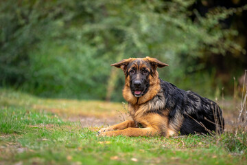 german shepherd puppy