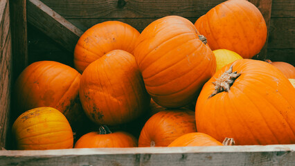 pumpkin patch on country side farm with bright orange autumn harvest.