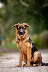 german shepherd puppy
