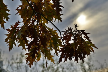 Le coucher du soleil &agrave; travers le feuillage