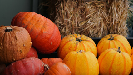 pumpkin patch on country side farm with bright orange autumn harvest.