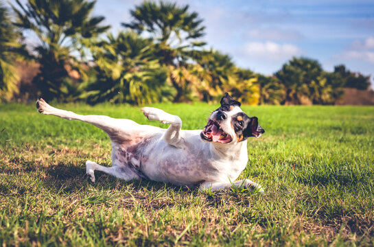 ratonero bodeguero andaluz dog playing on grass outdoors in algarve portugal