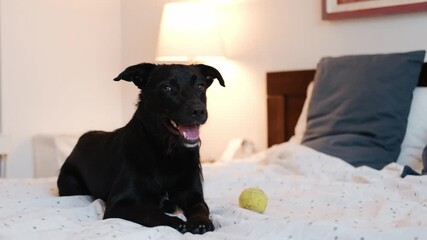 Black mixed-breed dog lying on a cozy bed with a green tennis ball. Concept of pet friendly hotel, accommodation and relaxation. Horizontal 4K footage