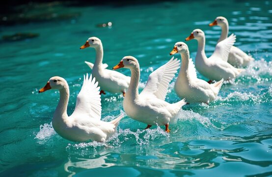 Group of white geese swimming together in clear blue water - Powered by Adobe