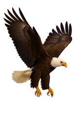 Obraz premium Bald eagle in flight isolated on white background