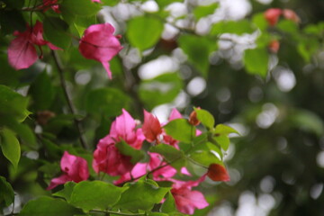 pink and white flowers