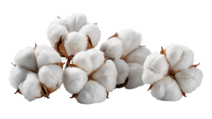 Four Cotton Bolls isolated on a transparent background
