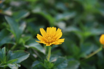 yellow flower in the morning