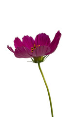 Fototapeta premium Pink spring flowers on a white isolated background