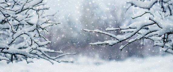 Horizontal panoramic winter background with tree branches covered with fresh snow framing a soft blurred landscape during heavy snowfall