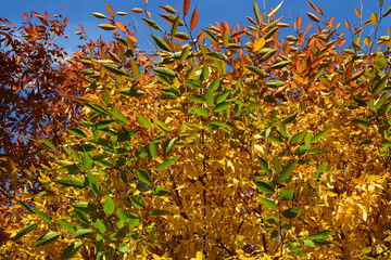 Feuillages d'automne sous un ciel nuageux