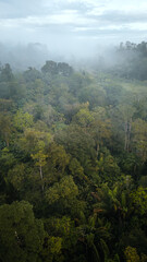 Amazon Forest Jungle Wild Nature Green Trees Amapá North Brazil South America Tropical Rainforest Adventure Landscape Exploration Ecology Environment Outdoor Travel Wilderness Flora Scenic Path Life