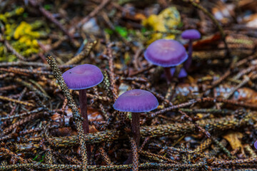 purple mushroom in the forest