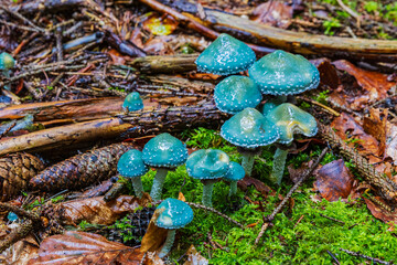 colorful mushroom caps on the forest floor