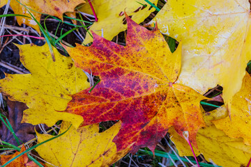 autumn maple leaves on the ground