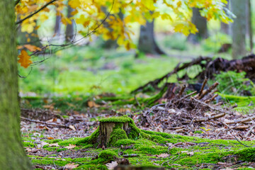 wood trunk covered with moss