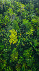 Amazon Forest Jungle Wild Nature Green Trees Amapá North Brazil South America Tropical Rainforest Adventure Landscape Exploration Ecology Environment Outdoor Travel Wilderness Flora Scenic Path Life