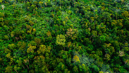 Naklejka premium Amazon Forest Jungle Wild Nature Green Trees Amapá North Brazil South America Tropical Rainforest Adventure Landscape Exploration Ecology Environment Outdoor Travel Wilderness Flora Scenic Path Life