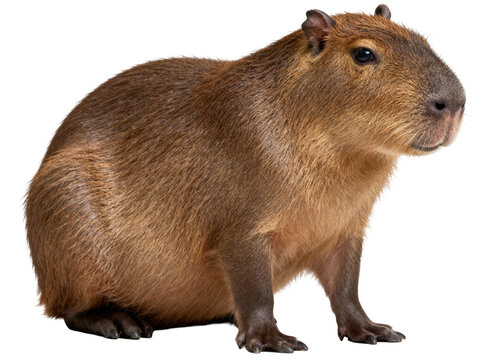 Capybara Isolated On Transparent Background (Side View)