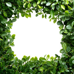 Lush Greenery Frame for Natural and Elegant Designs on transparent background
