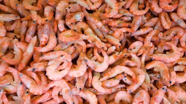 Northern shrimp heap movement. View from above.