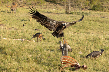Jackal chasing a vulture away from the giraffe carcass