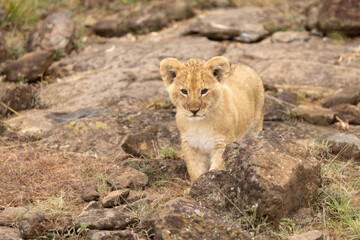 Cute lion cub following mom and the pride throughbushes